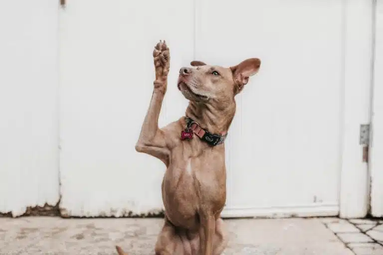 Mastering the Art of Question-Based Content Creation